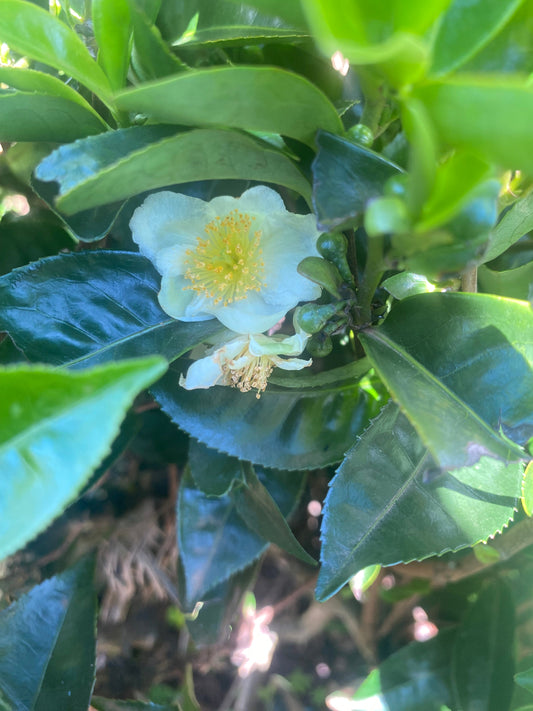 茶畑に咲くチャノキの白い花